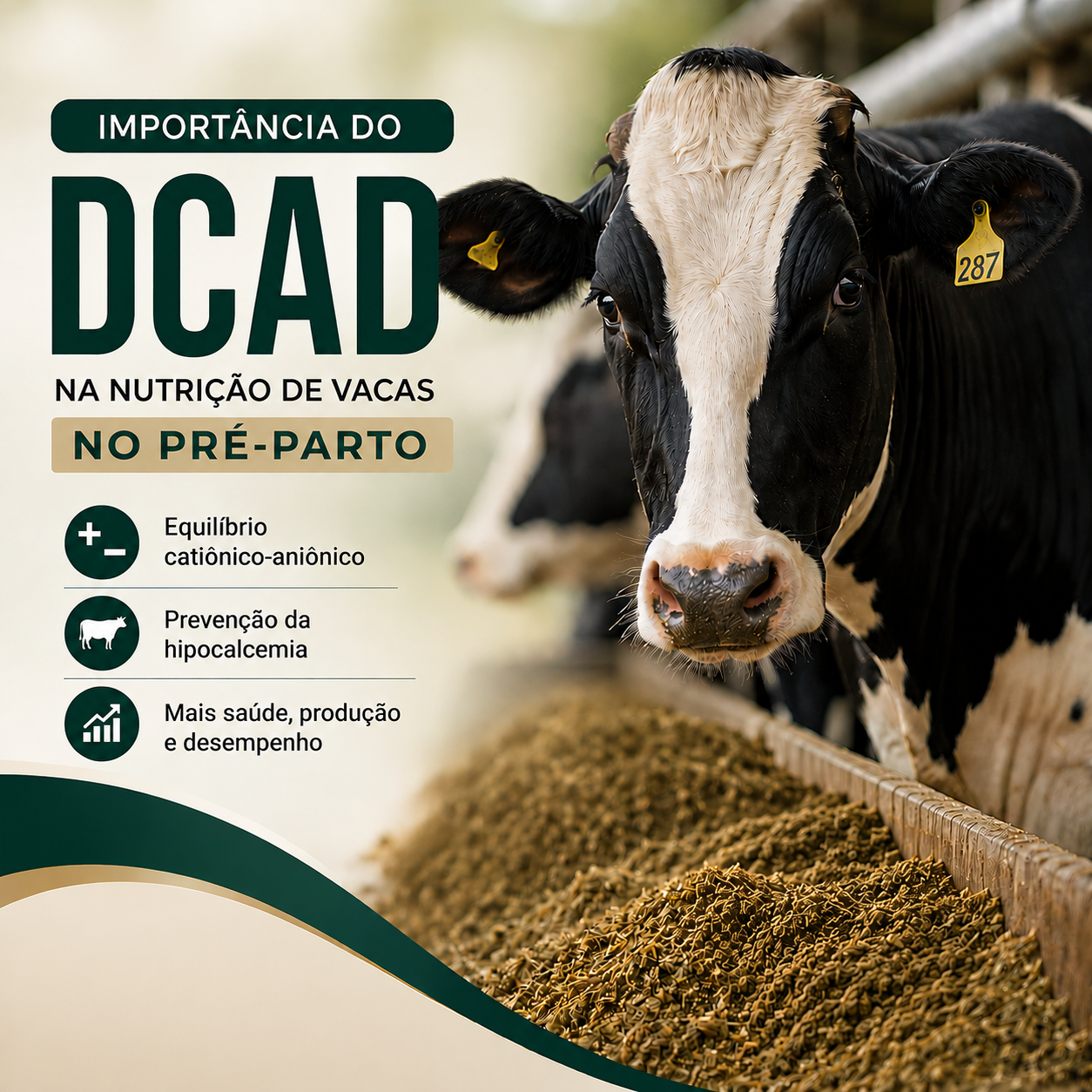 Importância do DCAD na nutrição de vacas no pré-parto e como essa estratégia previne distúrbios metabólicos