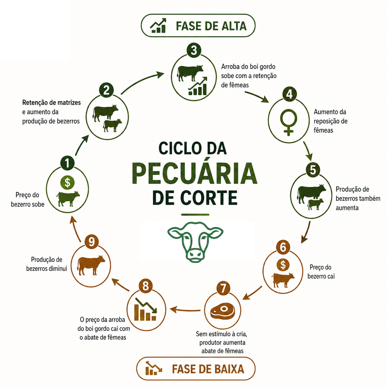 Como funciona o ciclo da pecuária de corte.
