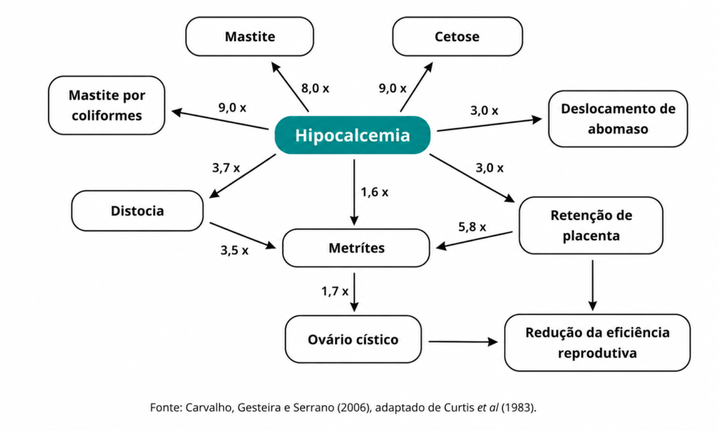 Diagrama mostra a relação entre hipocalcemia em vacas leiteiras e o aumento do risco de mastite, cetose, deslocamento de abomaso, retenção de placenta, metrite, distocia e ovário cístico, com respectivos fatores de risco.