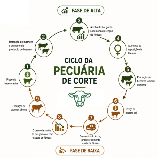 Como funciona o ciclo da pecuária de corte.